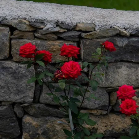 Oasis Fonte Grande *